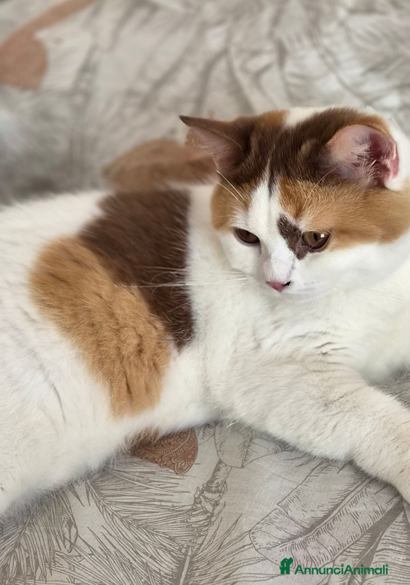 British gatti British shorthair  - Annuncio 2