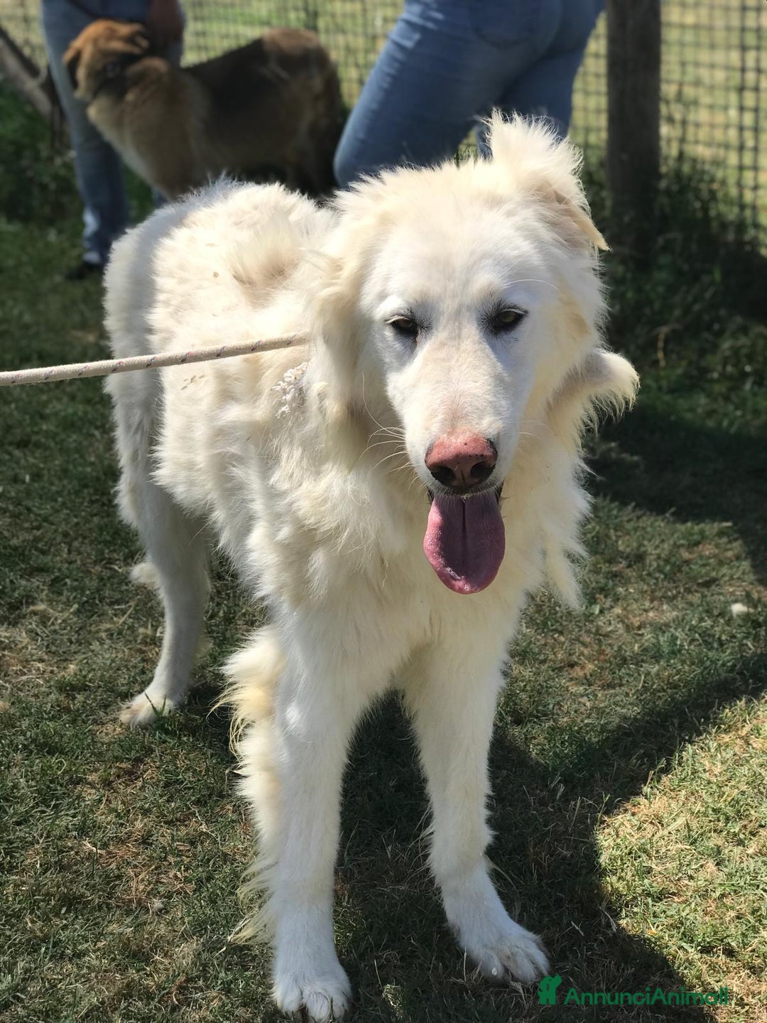 Pastore Maremmano cani in regalo: ULL il Maremmano in adozione  a Provincia di Latina - Annuncio 3