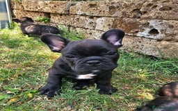 Bulldog Francese cani in vendita: Bulldog francese bringee a Provincia di Ancona - Immagine 6