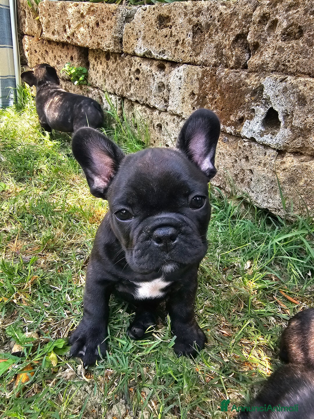 Bulldog Francese cani in vendita: Bulldog francese bringee a Provincia di Ancona - Immagine 6
