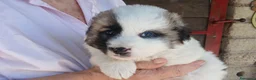 Meticcio cani in regalo: LA SPLENDIDA SVEVA NON VUOLE CRESCERE IN CANILE - Annuncio 3