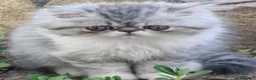 Persiano gatti in vendita: Gattino Persiano Cincillà Silver Tabby - Annuncio 7
