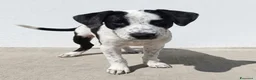 Meticcio cani in regalo: MARK . - Annuncio 1