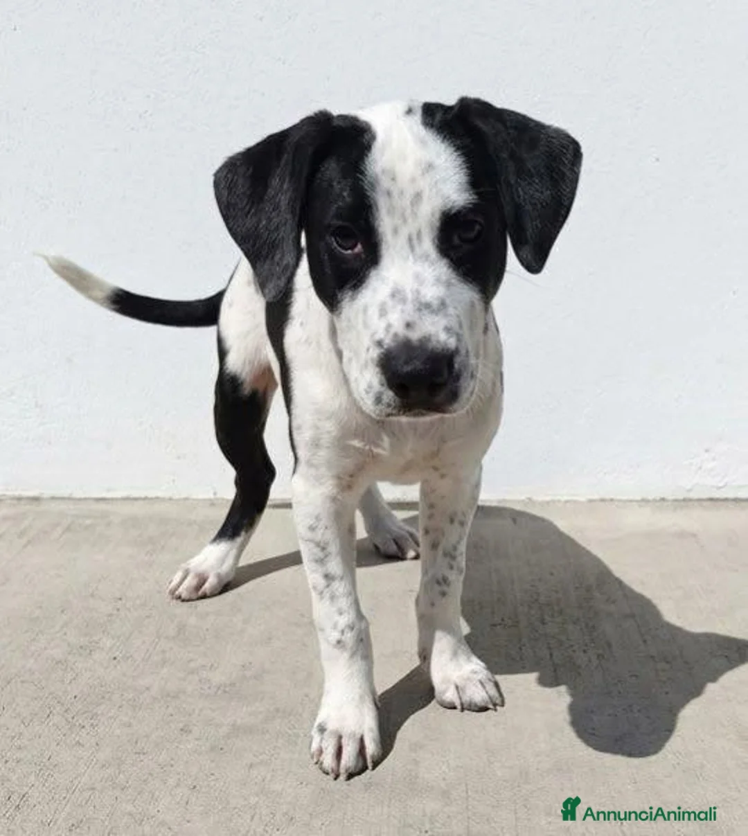 Meticcio cani in regalo: MARK . - Annuncio 1