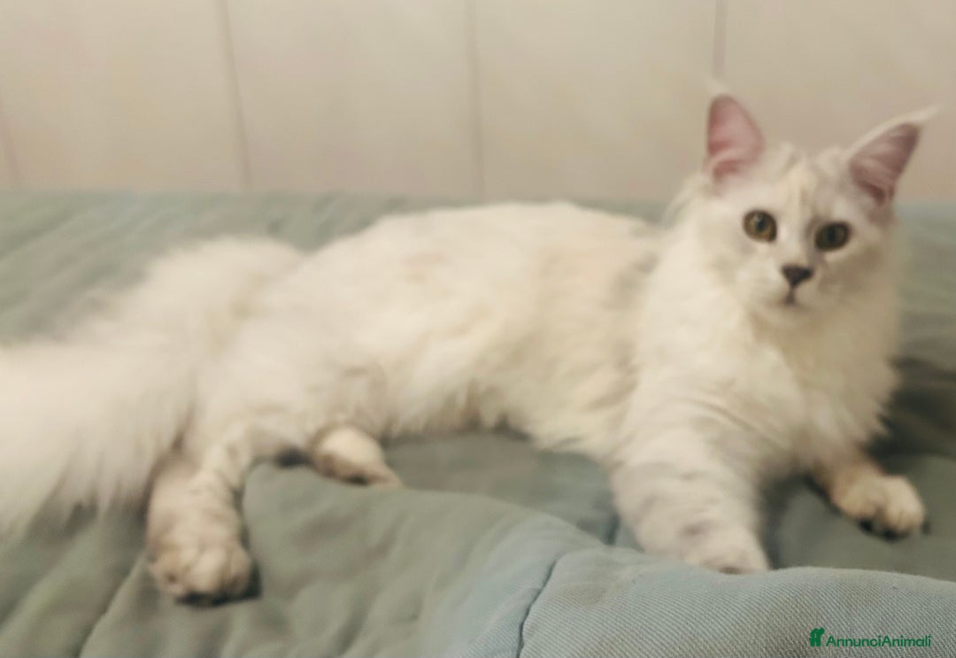 Maine Coon gatti in vendita: Maine Coon femmina 7 mesi con pedigree  - Annuncio 19