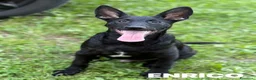 Meticcio cani in regalo: ENRICO, lupacchiotto dal carattere d'oro! TG MEDIA - Annuncio 5