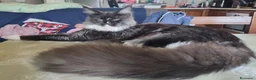Maine Coon gatti in vendita: Meraviglioso maschietto Maine Coon  - Annuncio 3