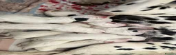 Dalmata cani in vendita: Cuccioli di dalmata a Provincia di Campobasso - Annuncio 2