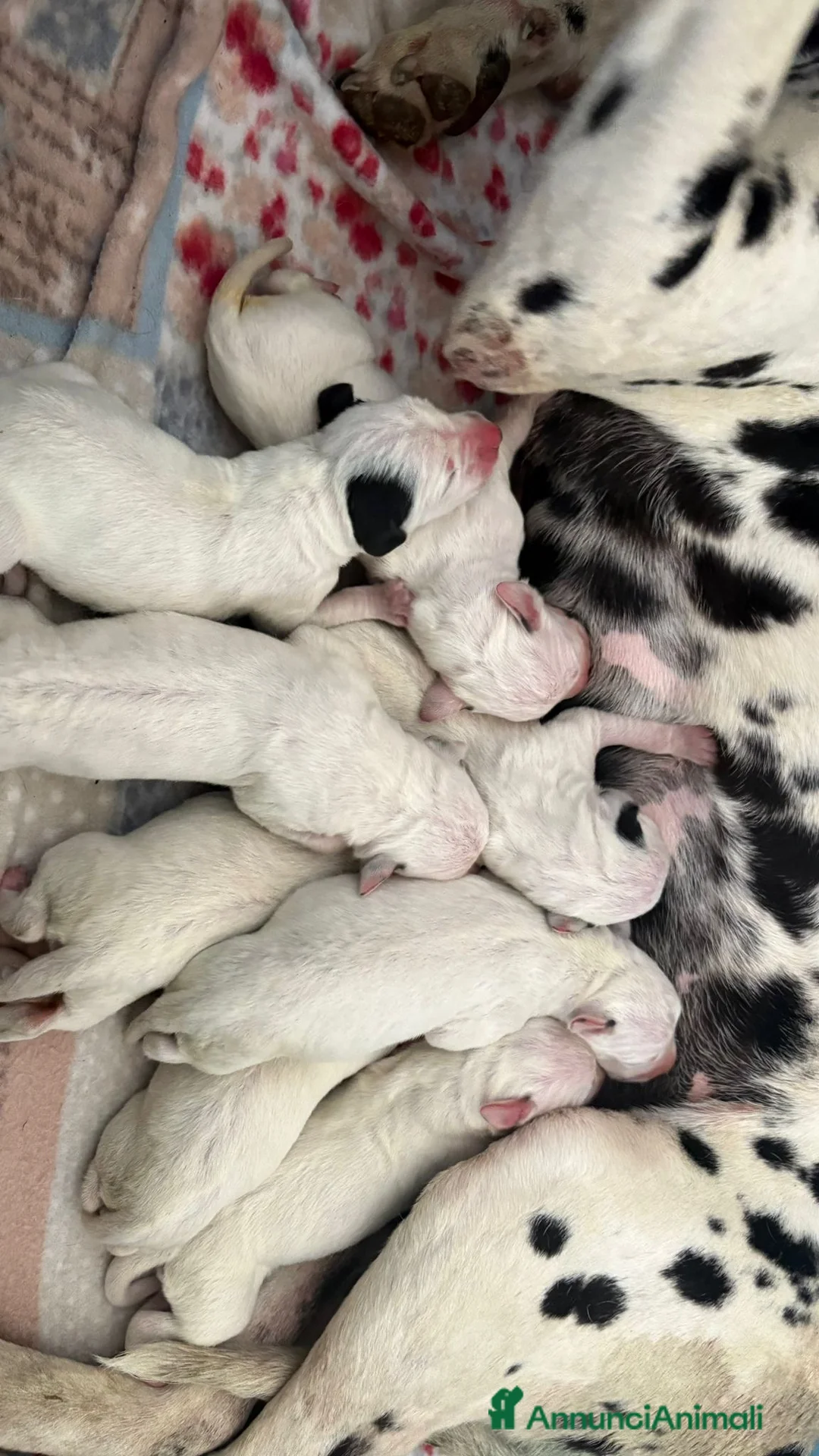 Dalmata cani in vendita: Cuccioli di dalmata a Provincia di Campobasso - Annuncio 2