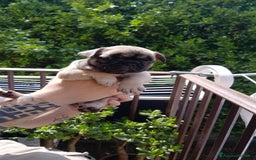 Bulldog Francese cani in vendita: cuccioli bulldog francese a Provincia di Avellino - Immagine 6