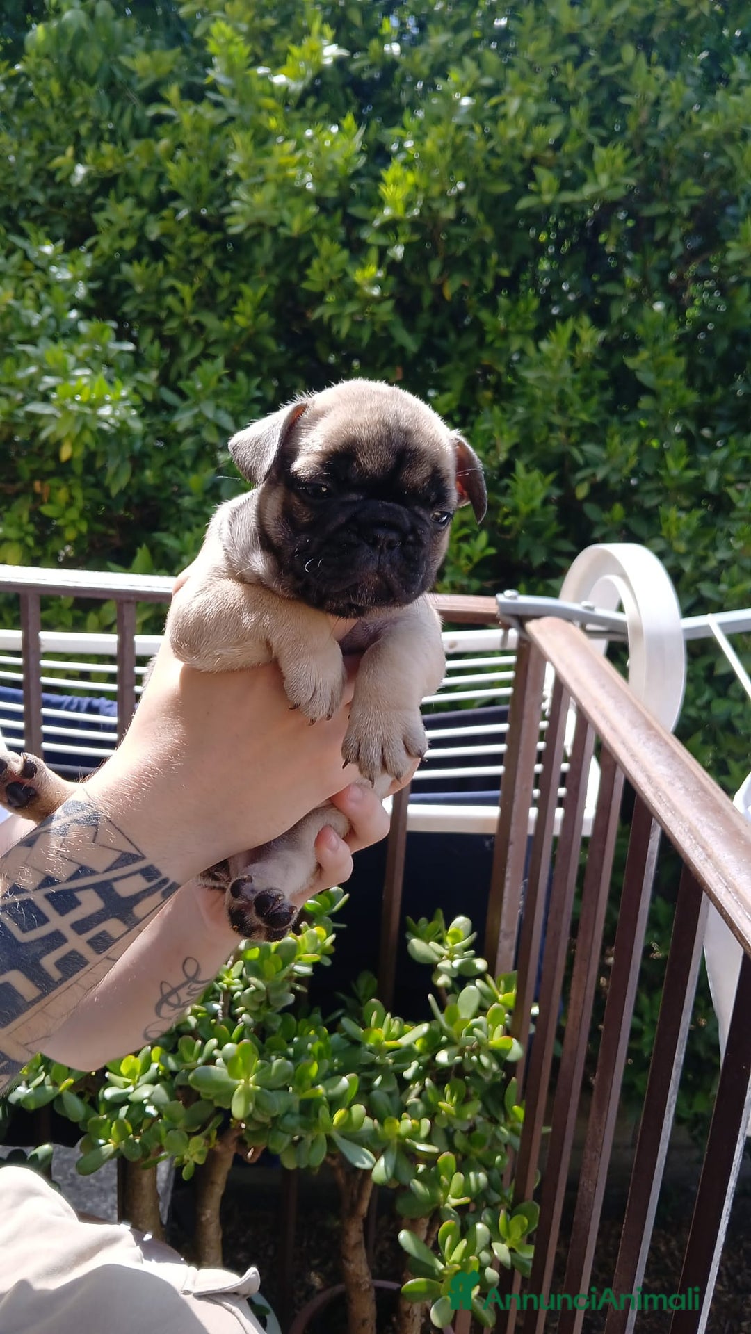 Bulldog Francese cani in vendita: cuccioli bulldog francese a Provincia di Avellino - Immagine 6