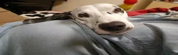 Dalmata cani in regalo: Dalmata femmina a Provincia di Vicenza - Annuncio 3