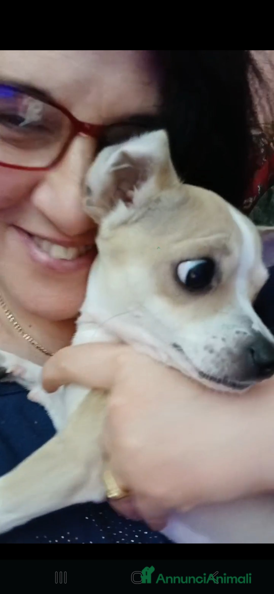 Chihuahua cani in vendita: Cuccioli di Chihuahua - Annuncio 8