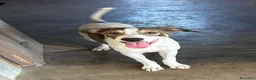 Meticcio cani in regalo: Leon e Byron 4mesi e 1/2 tg media SOS SIRACUSA - Annuncio 3