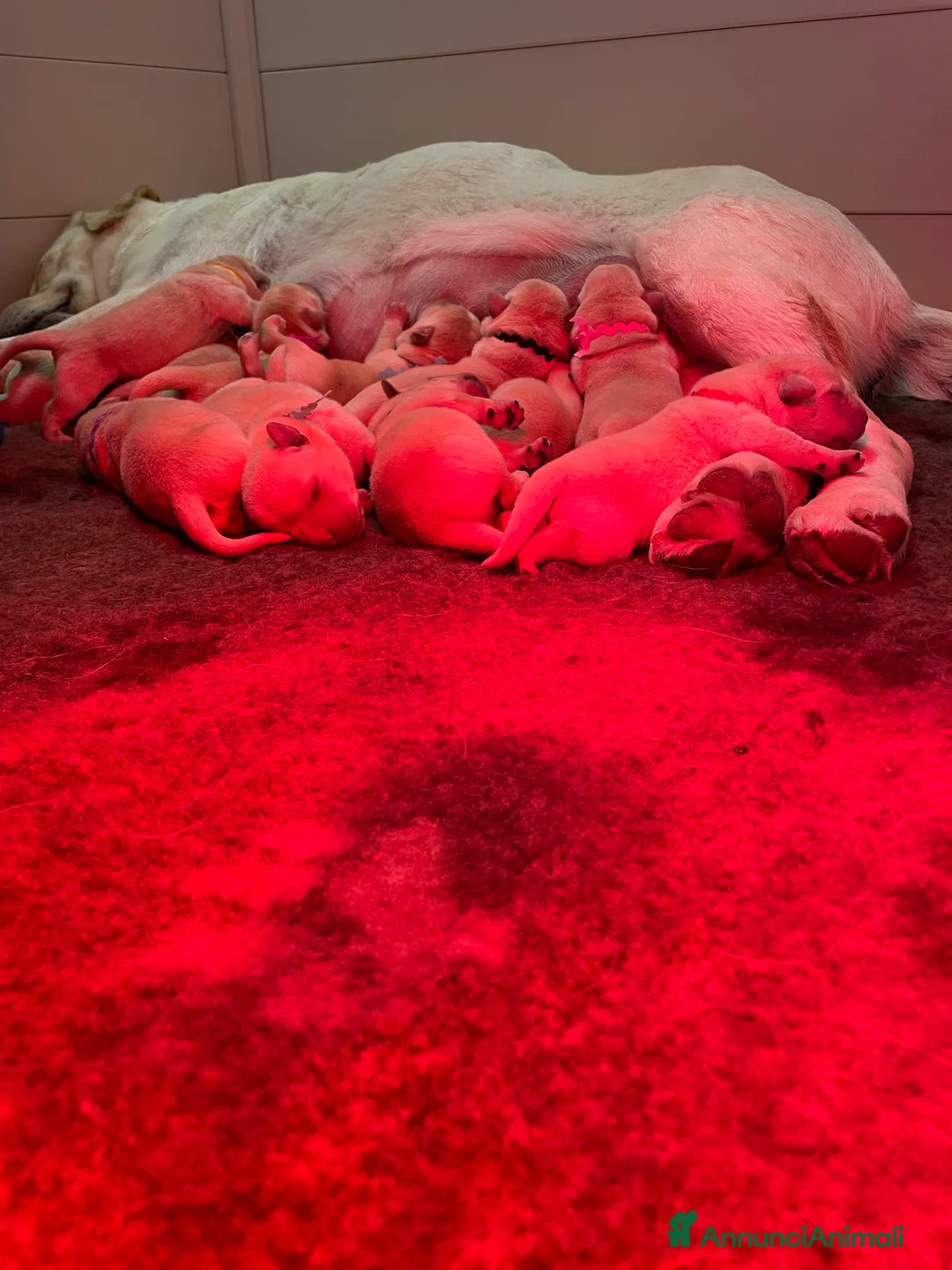 Labrador cani in vendita: Cuccioli Labrador Gialli  - Annuncio 4