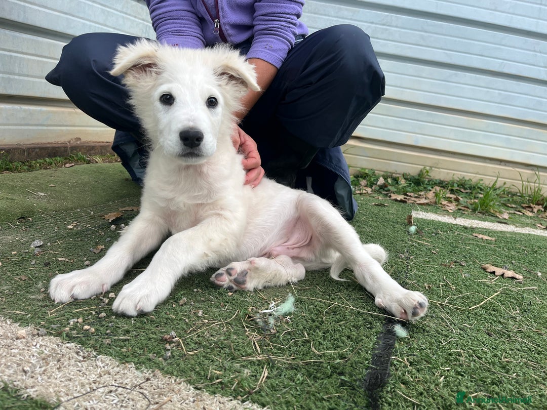 Pastore Maremmano cani in regalo: Vigorsol aspetta una famiglia - Annuncio 1