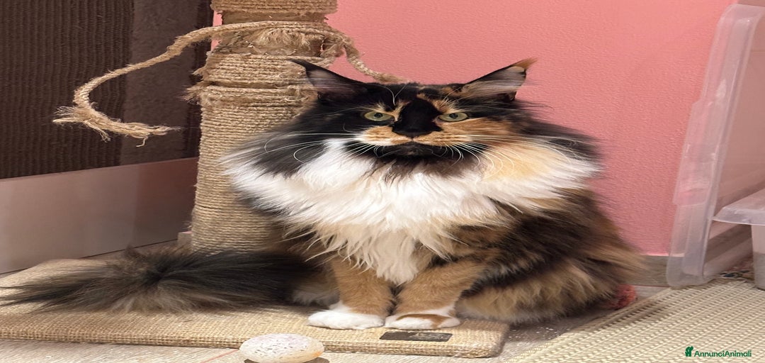 Immagine della galleria {{count}}