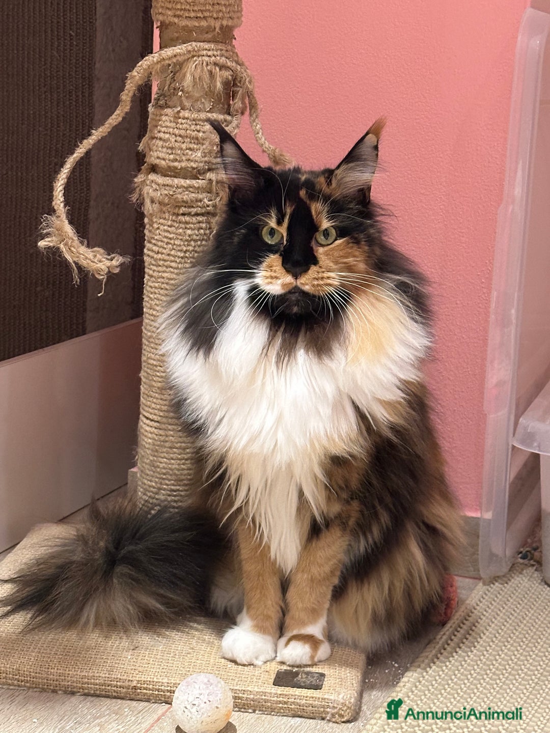 Immagine della galleria {{count}}