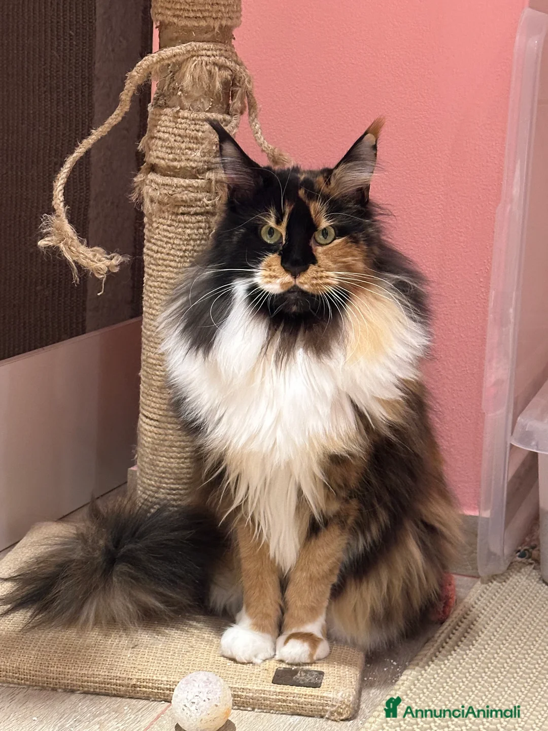 Immagine della galleria {{count}}