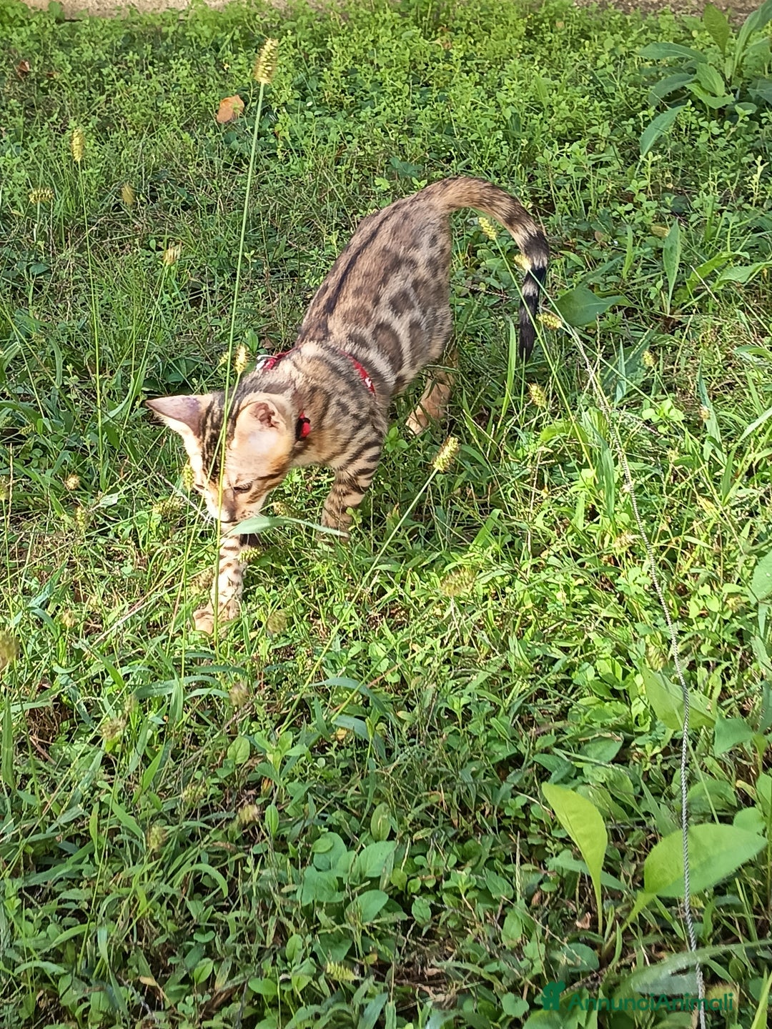 Bengala gatti in vendita: Maschietto di rara colorazione dorata 😻 - Annuncio 4