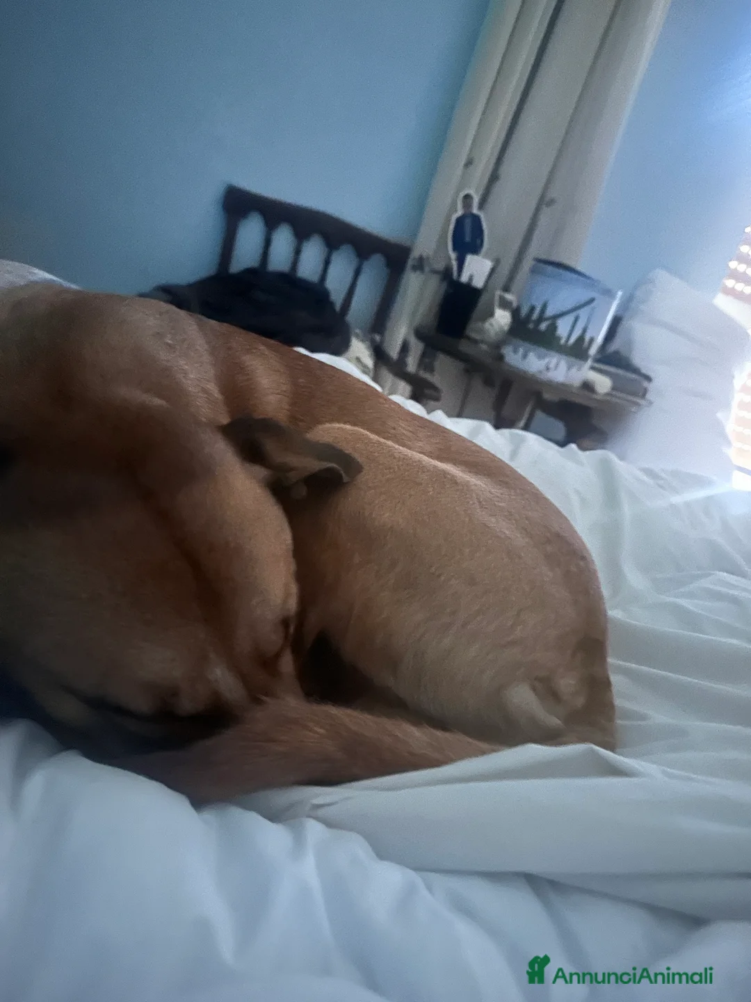 Meticcio cani in regalo: Axel  - Annuncio 4