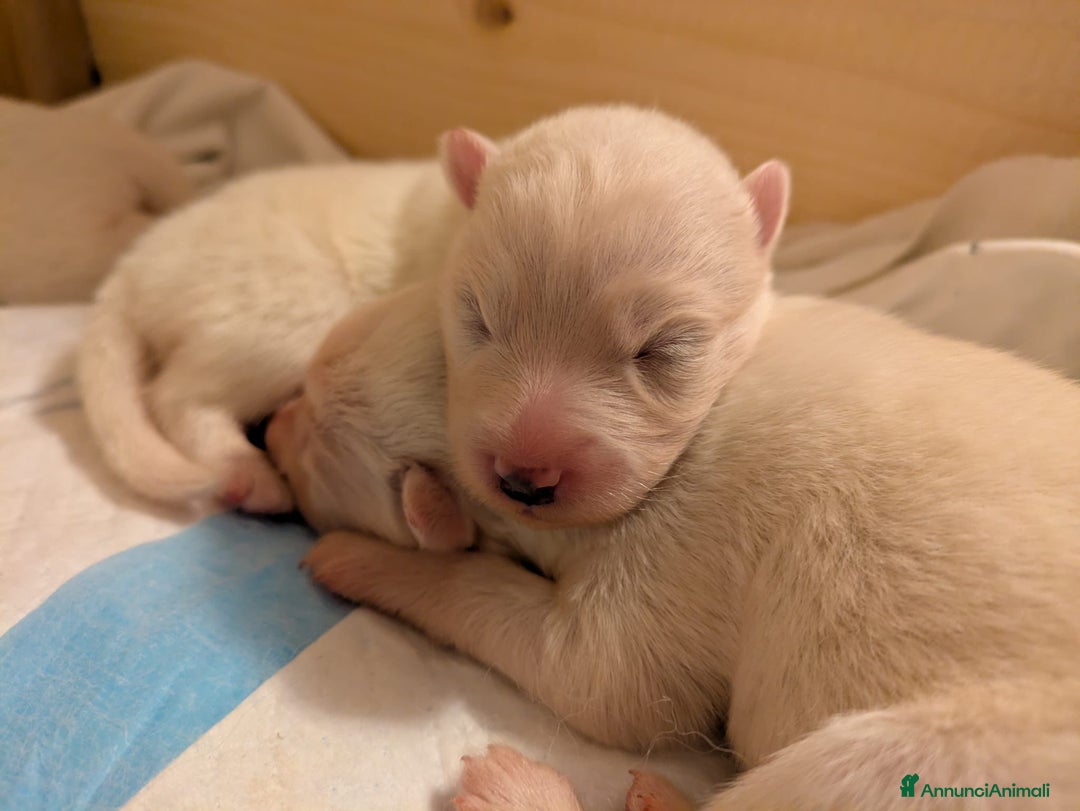 Samoiedo cani in vendita: Cuccioli di Samoiedo - Annuncio 2