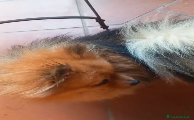 Spitz cani - Annuncio 4