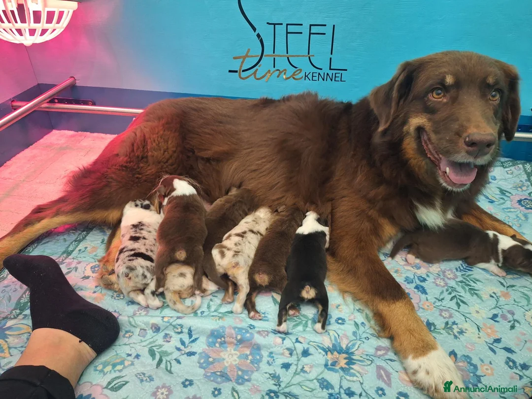 Australian Shepherd cani in vendita: Cuccioli di pastore australiano  a Provincia di Rimini - Annuncio 1