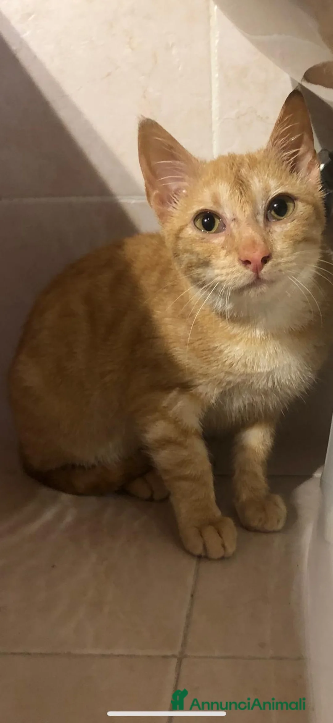 Meticcio gatti in regalo: GATTINO COCCOLONE - Annuncio 1