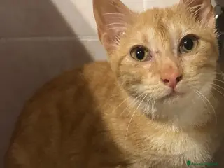 Meticcio gatti GATTINO COCCOLONE - Annuncio 1