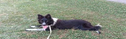 Border Collie cani in vendita: Stella - Border collie femmina di 1 anno - Annuncio 4