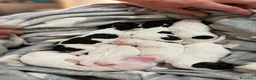 Setter Inglese cani in vendita: Cucciolata setter inglesi a Provincia di Rovigo - Annuncio 3