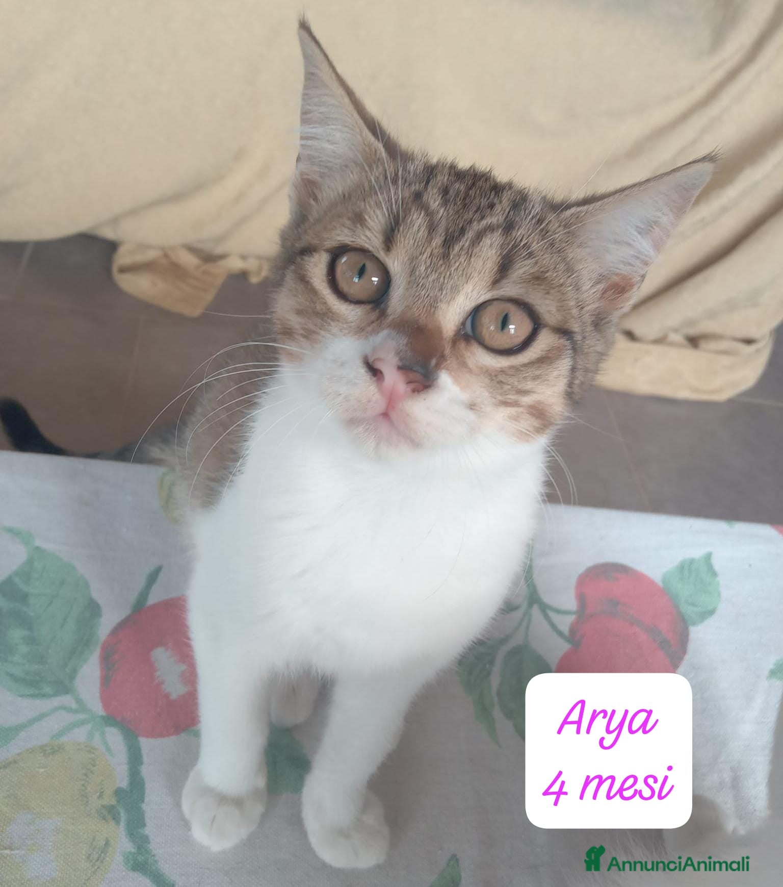 Altre razze gatti Gattini destinati alla colonia  - Annuncio 4