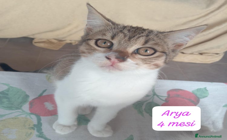 Altre razze gatti Gattini destinati alla colonia  - Annuncio 1