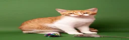 Europeo gatti in regalo: Gattini in adozione  a Provincia di Padova - Annuncio 12