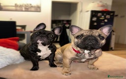Bulldog Francese cani in vendita: cuccioli bulldog francese a Provincia di Avellino - Immagine 8