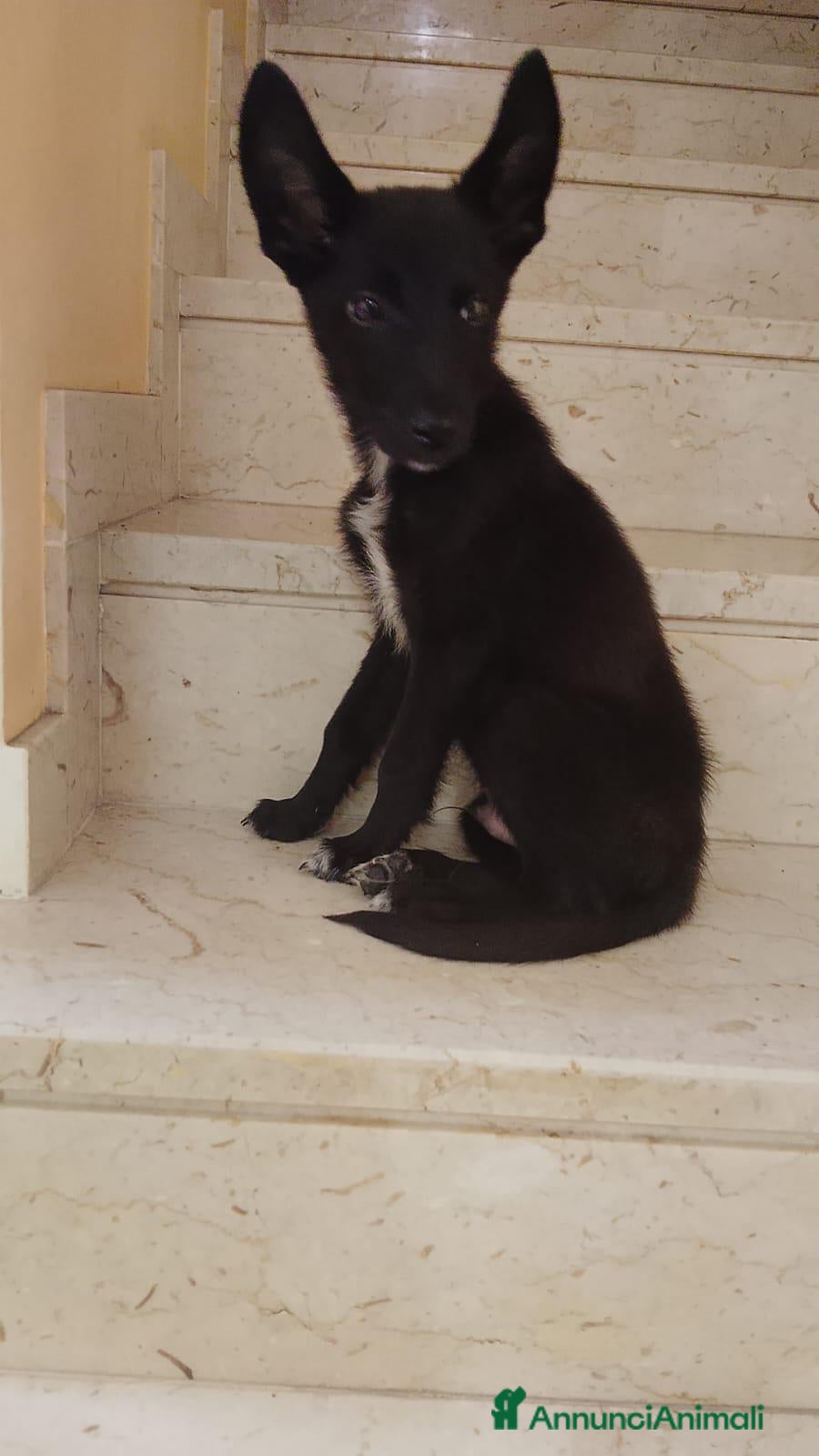 Meticcio cani Cucciolo di taglia media piccola  - Annuncio 14