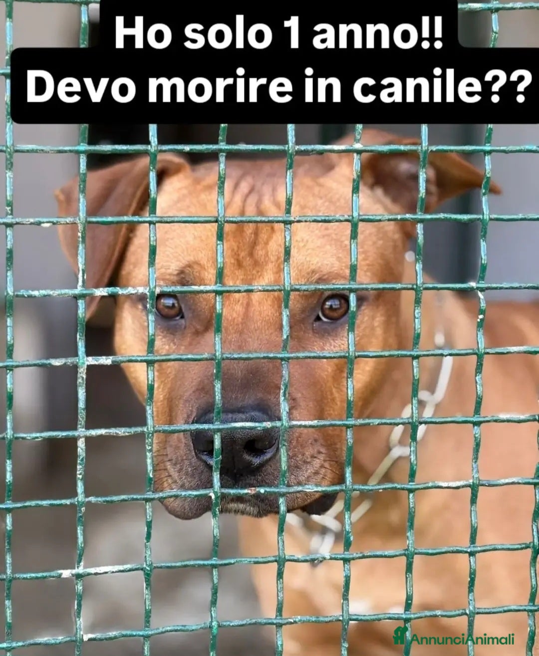 Meticcio cani Simil Pitbull 1anno buonoMOLLATO IN CANILE!COSENZA - Annuncio 1