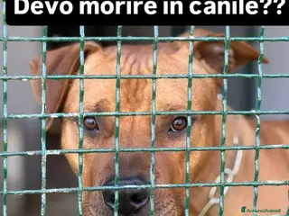 Meticcio cani Simil Pitbull 1anno buonoMOLLATO IN CANILE!COSENZA - Annuncio 1