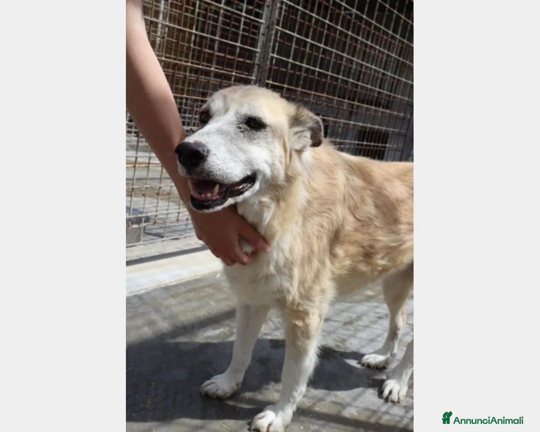 Meticcio cani in regalo: Adulta mai 1carezza da mesi in canile PUGLIA a Milano - Annuncio 3