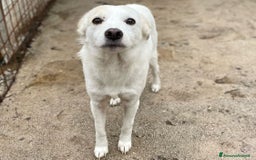 Meticcio cani in regalo: PLUTO TAGLIA PICCOLA a Città metropolitana di Milano - Immagine 4
