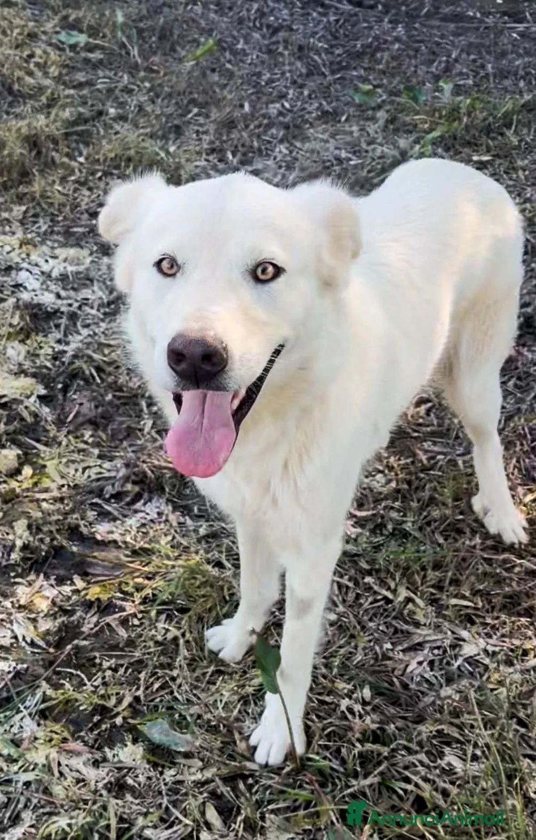 Meticcio cani in regalo: GUE 💙 non si concede subito. Poi conquista! 😍 a Provincia di Alessandria - Annuncio 3