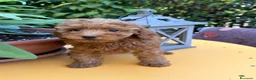 Barboncino Toy cani in vendita: Sonny barboncino Toy  - Annuncio 4
