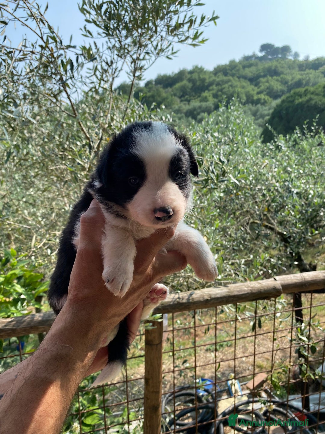Border Collie cani in vendita: Border collie  a Provincia di Pisa - Immagine 3