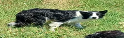 Border Collie cani in vendita: Border collie linea da lavoro - Annuncio 2