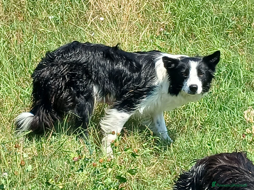 Border Collie cani in vendita: Border collie linea da lavoro - Annuncio 2