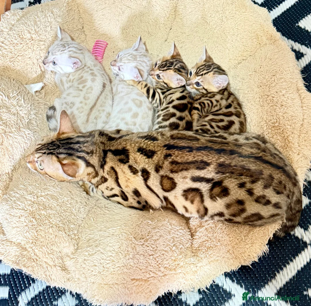 Bengala gatti in vendita: gatto bengala  - Annuncio 5