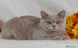 British gatti in vendita: British Shorthair maschietti  a Provincia di Pavia - Immagine 5