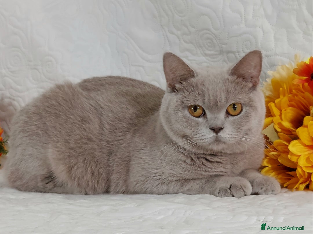 British gatti in vendita: British Shorthair maschietti  a Provincia di Pavia - Immagine 5