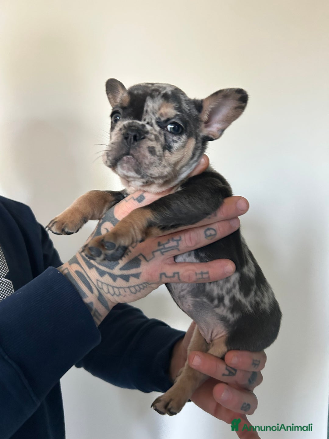 Bulldog Francese cani in vendita: Cuccioli di bulldog  - Annuncio 18